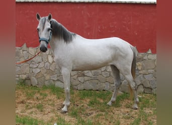 Koń andaluzyjski, Klacz, 7 lat, 152 cm, Siwa w hreczce