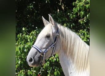 Koń andaluzyjski, Klacz, 7 lat, 153 cm, Siwa