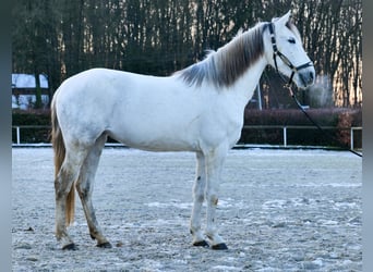 Koń andaluzyjski, Klacz, 7 lat, 153 cm, Siwa