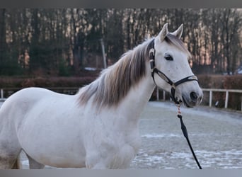 Koń andaluzyjski, Klacz, 7 lat, 153 cm, Siwa