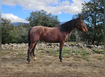 Koń andaluzyjski, Klacz, 7 lat, 154 cm