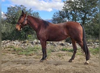 Koń andaluzyjski, Klacz, 7 lat, 154 cm