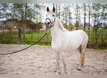 Koń andaluzyjski, Klacz, 7 lat, 155 cm, Siwa