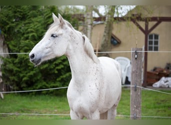 Koń andaluzyjski, Klacz, 7 lat, 155 cm, Siwa