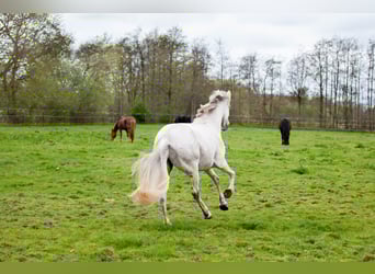 Koń andaluzyjski, Klacz, 7 lat, 155 cm, Siwa