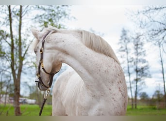 Koń andaluzyjski, Klacz, 7 lat, 155 cm, Siwa