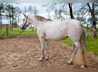 Koń andaluzyjski, Klacz, 7 lat, 155 cm, Siwa