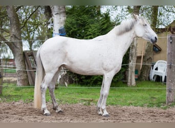 Koń andaluzyjski, Klacz, 7 lat, 155 cm, Siwa