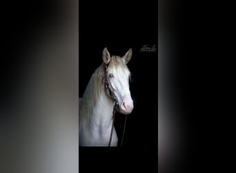 Koń andaluzyjski, Klacz, 7 lat, 156 cm, Cremello