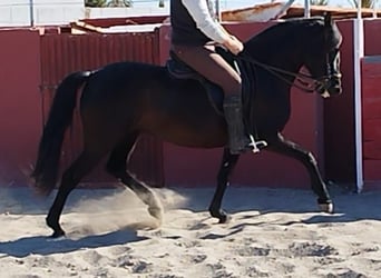 Koń andaluzyjski, Klacz, 7 lat, 157 cm, Kara