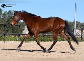 Koń andaluzyjski, Klacz, 7 lat, 158 cm, Gniada