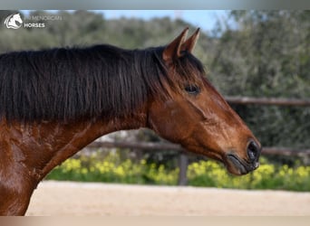 Koń andaluzyjski, Klacz, 7 lat, 158 cm, Gniada