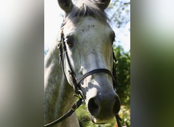 Koń andaluzyjski, Klacz, 7 lat, 158 cm, Siwa