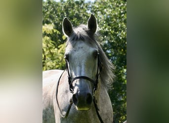 Koń andaluzyjski, Klacz, 7 lat, 158 cm, Siwa