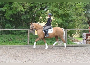 Koń andaluzyjski, Klacz, 7 lat, 163 cm, Izabelowata