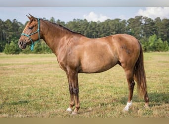Koń andaluzyjski, Klacz, 7 lat, 163 cm, Jelenia