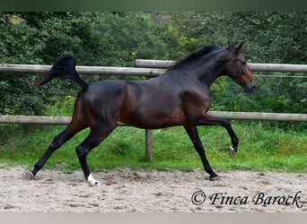 Koń andaluzyjski, Klacz, 7 lat, 163 cm, Skarogniada