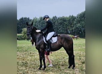 Koń andaluzyjski, Klacz, 7 lat, 167 cm, Kara
