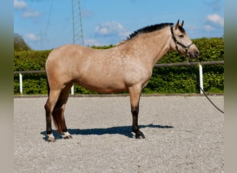 Koń andaluzyjski, Klacz, 8 lat, 150 cm, Bułana
