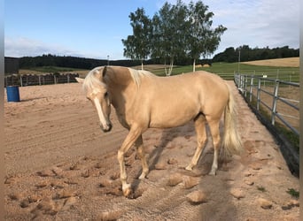 Koń andaluzyjski Mix, Klacz, 8 lat, 152 cm, Perłowa