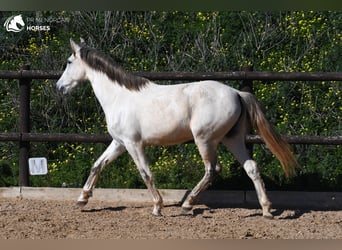 Koń andaluzyjski, Klacz, 8 lat, 153 cm, Siwa
