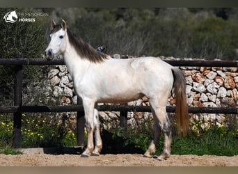 Koń andaluzyjski, Klacz, 8 lat, 153 cm, Siwa