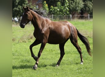 Koń andaluzyjski, Klacz, 8 lat, 155 cm, Gniada