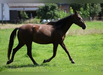 Koń andaluzyjski, Klacz, 8 lat, 155 cm, Gniada