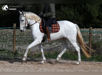 Koń andaluzyjski, Klacz, 8 lat, 156 cm, Biała