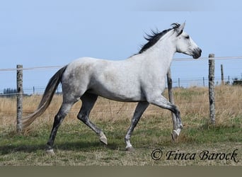Koń andaluzyjski, Klacz, 8 lat, 156 cm, Siwa