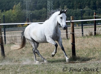 Koń andaluzyjski, Klacz, 8 lat, 156 cm, Siwa