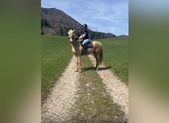 Koń andaluzyjski, Klacz, 8 lat, 157 cm, Izabelowata