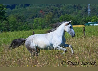Koń andaluzyjski, Klacz, 8 lat, 159 cm, Siwa