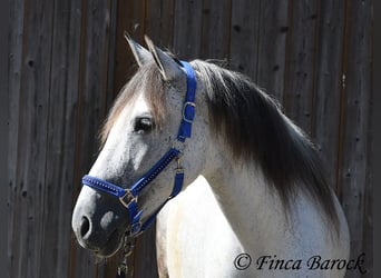 Koń andaluzyjski, Klacz, 8 lat, 159 cm, Siwa