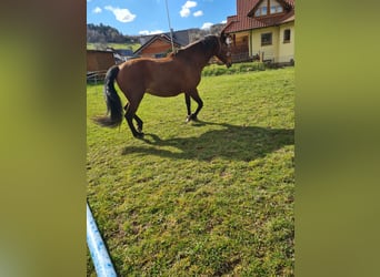 Koń andaluzyjski Mix, Klacz, 8 lat, 160 cm, Gniada