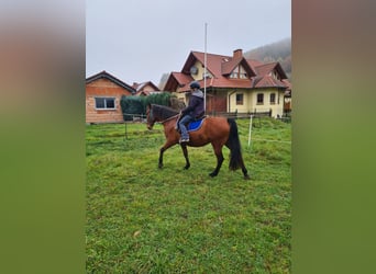 Koń andaluzyjski Mix, Klacz, 8 lat, 160 cm, Gniada