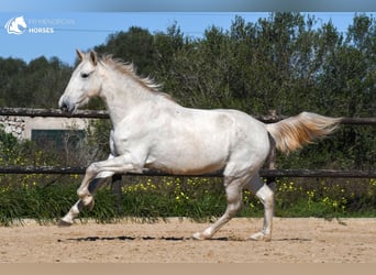 Koń andaluzyjski, Klacz, 8 lat, 160 cm, Siwa