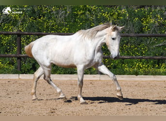 Koń andaluzyjski, Klacz, 8 lat, 160 cm, Siwa