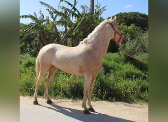 Koń andaluzyjski, Klacz, 8 lat, 161 cm, Izabelowata