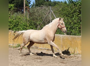 Koń andaluzyjski, Klacz, 8 lat, 161 cm, Izabelowata