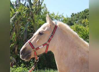 Koń andaluzyjski, Klacz, 8 lat, 161 cm, Izabelowata