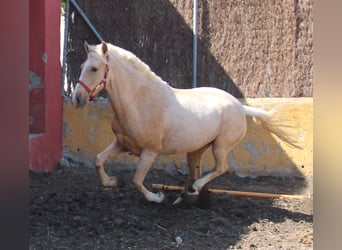 Koń andaluzyjski, Klacz, 8 lat, 161 cm, Izabelowata