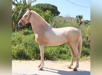 Koń andaluzyjski, Klacz, 8 lat, 161 cm, Izabelowata