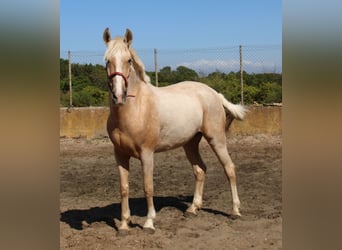 Koń andaluzyjski, Klacz, 8 lat, 161 cm, Izabelowata