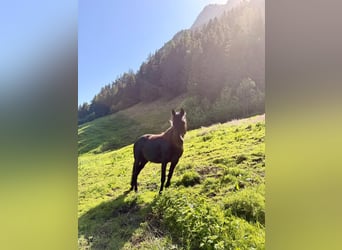 Koń andaluzyjski Mix, Klacz, 8 lat, 161 cm, Kara