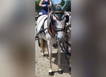 Koń andaluzyjski, Klacz, 8 lat, 162 cm