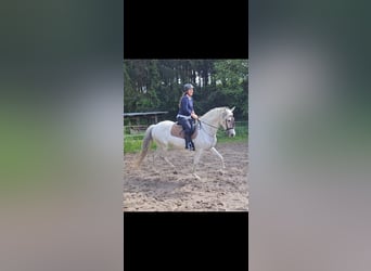 Koń andaluzyjski, Klacz, 8 lat, 162 cm