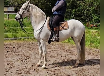 Koń andaluzyjski, Klacz, 8 lat, 162 cm