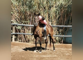 Koń andaluzyjski, Klacz, 9 lat, 152 cm, Kara