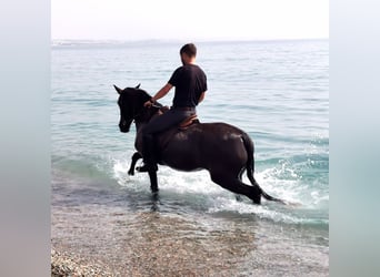 Koń andaluzyjski, Klacz, 9 lat, 152 cm, Kara